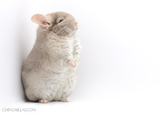 Feature Image for Temperament and Handling of Chinchillas